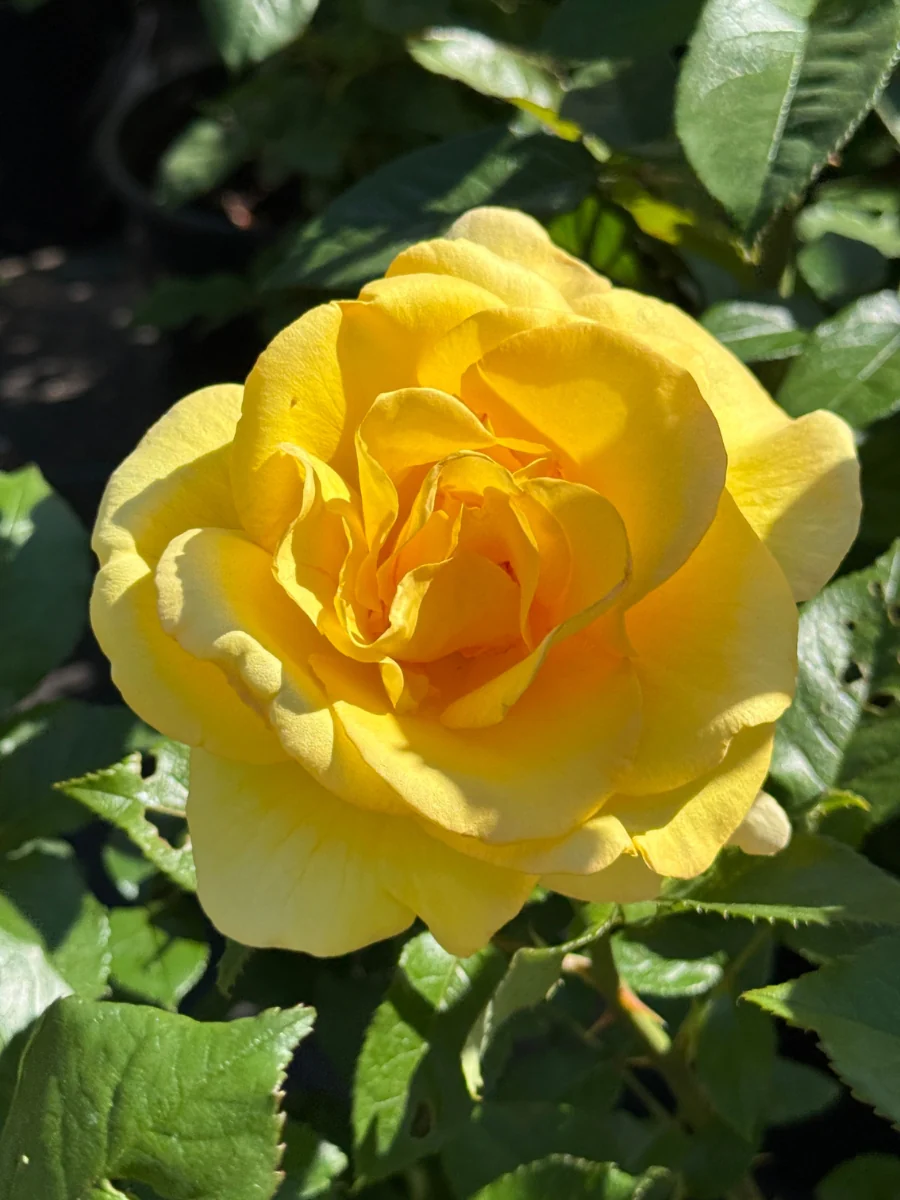 Rose and Fruit Tree Sale